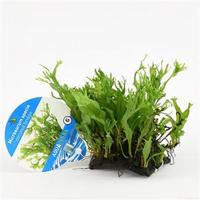 Microsorum species - op kokosnoot brug - aquarium plant - thumbnail