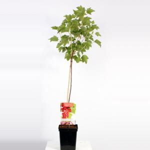 Rode bes op stam (ribes rubrum "Jonkheer van Tets") fruitbomen - Op Stam 80 - 1 stuks Rode bes op stam (ribes rubrum "Jonkheer van Tets") fruitbomen - Op Stam 80 - 1 stuks
