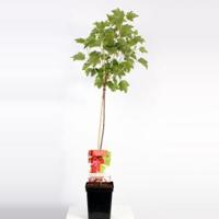 Rode bes op stam (ribes rubrum "Jonkheer van Tets") fruitbomen - Op Stam 80 - 1 stuks - thumbnail