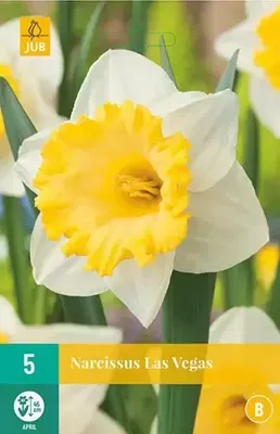 Narcis Las Vegas 5 bollen