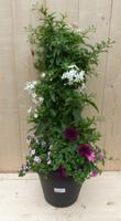 Plastic plantenbak antraciet Sterjasmijn Solanum Jasminoides wit met zomerbloeiers roze/paars h80 cm Trachelospermum Warentuin Natuurlijk - Warentuin natuurlijk - thumbnail