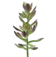 Sinocrassula pick Guanita red green 20 cm kunstbloem Erutan Avon - Erutan avon - thumbnail