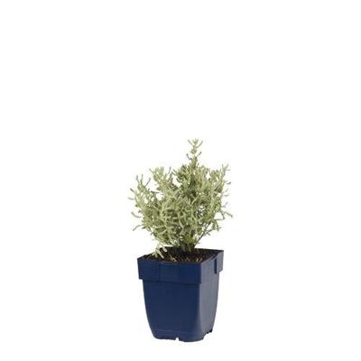 Santolina chamaecyparissus vaste plant Griffioen - Griffioen