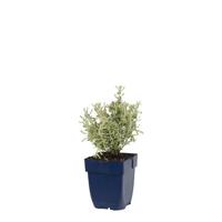 Santolina chamaecyparissus vaste plant Griffioen - Griffioen - thumbnail
