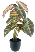 Caladium in pot purple 50cm - thumbnail