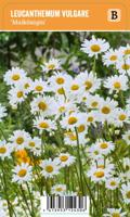 V.I.P.S. Leucanthemum vulgare ''Maikönigin'' - Margriet (P9) - thumbnail