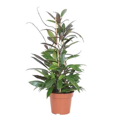 Hoya Pubicalyx - P 17 cm Hoya Pubicalyx - P 17 cm