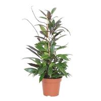 Hoya Pubicalyx - P 17 cm - thumbnail