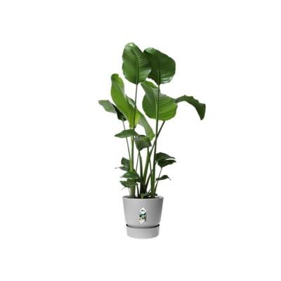 ELHO Greenville 25 ronde bloempot - Buiten - Ø 24,48 x H 23,31 cm - Levend beton grijs ELHO Greenville 25 ronde bloempot - Buiten - Ø 24,48 x H 23,31 cm - Levend beton grijs