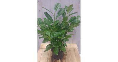 Prunus 40 cm - Warentuin natuurlijk - thumbnail