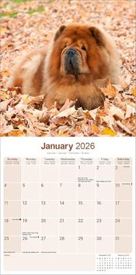 Chow Chow Kalender 2026 Chow Chow Kalender 2026