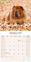 Chow Chow Kalender 2026 - thumbnail