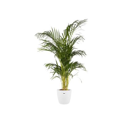 Elho pot brussels rond d20cm wit Elho pot brussels rond d20cm wit