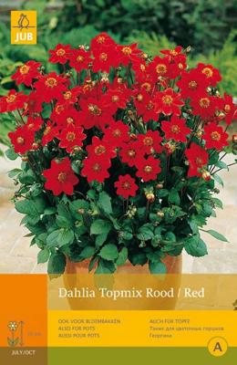 Dahlia topmix rood/red 1st bloembol zomer Dahlia JUB - Jub