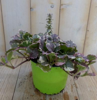 3 stuks! Zenegroen Ajuga bont Warentuin Natuurlijk - Warentuin natuurlijk