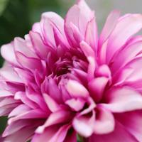 Dahlia Kunstbloem 57cm Paars - thumbnail