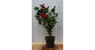 Camelia rood 50 cm Warentuin Natuurlijk - Warentuin natuurlijk