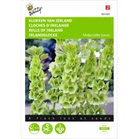 Molucella, Klokken van Ierland - thumbnail