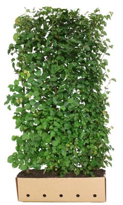 Kant & klaar haag Tilia cordata 200 x 100 cm breed Winterlinde Quickhedge - Quickhedge