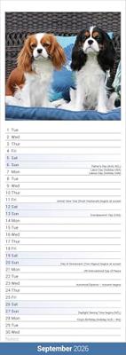 Cavalier King Charles Spaniel Kalender 2026 Slimline Cavalier King Charles Spaniel Kalender 2026 Slimline