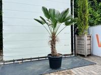 Palmboom - Trachycarpus Wagnerianus - thumbnail