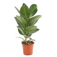 Ficus Audrey - P 17 cm - thumbnail