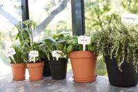 Elho Green Basics Plantenschotel Mild Terra Ø10cm - thumbnail