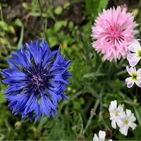 Dubbelbloemig gemengd bloemzaden - Korenbloem Mix - thumbnail