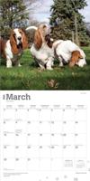 Basset Hound Kalender 2026 - thumbnail