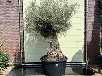 Olijfboom - Bonsai - thumbnail