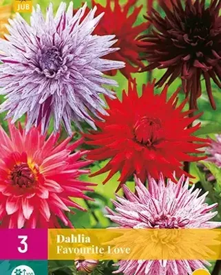 JUB x3 Dahlia favourite love