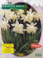 Narcis - thumbnail