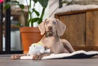 Beeztees Puppy Dinosaurus Vince - Hondenspeelgoed - Groen - 19x14,5x9 cm - thumbnail