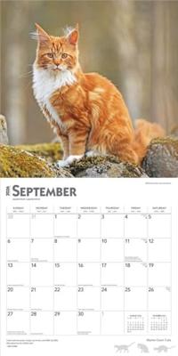 Maine Coon Kalender 2026