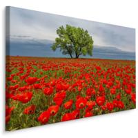 Schilderij - Klaprozen veld, premium print - thumbnail