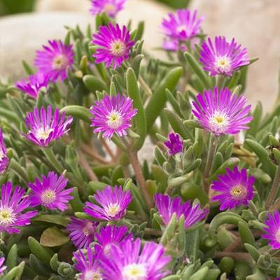 Delosperma aberd. Hot Pink vaste plant Griffioen - Griffioen