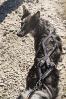 Hurtta X-sport Harness zwart 80 cm 932633 Hurtta Gebr. de Boon - Gebr de boon - thumbnail