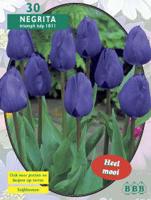 Tulp - thumbnail