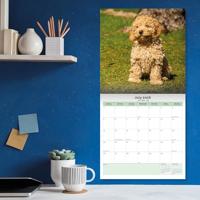 Cockapoo Puppies Kalender 2026 - thumbnail