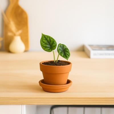 Alocasia Dragon Scale (mini) - P6