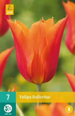 Tulp ballerina 7 bollen