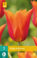 Tulp ballerina 7 bollen - thumbnail