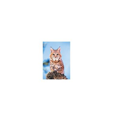 Animal Essences Bobcat (Amerikaanse lynx) 30 Milliliter Animal Essences Bobcat (Amerikaanse lynx) 30 Milliliter