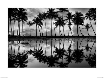 Palmbomen in Zwart-Wit Art Print Dennis Frates 60x80cm Palmbomen in Zwart-Wit Art Print Dennis Frates 60x80cm