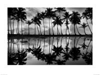 Palmbomen in Zwart-Wit Art Print Dennis Frates 60x80cm - thumbnail
