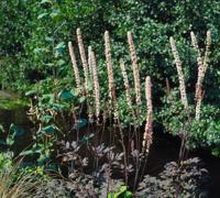 Cimicifuga ramosa Atropurpurea Samplant - Samplant - thumbnail