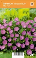 V.I.P.S. Geranium sanguineum ''Max Frei'' - ooievaarsbek p9 - thumbnail