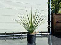 Blauw Berengras - hoogte 120 cm - thumbnail