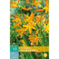 Crocosmia George Davison Bloembol JUB 10 bollen - Jub - thumbnail