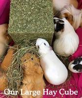 ROSEWOOD NATURALS IK HOU VAN HOOI KNAAG KUBUS - thumbnail
